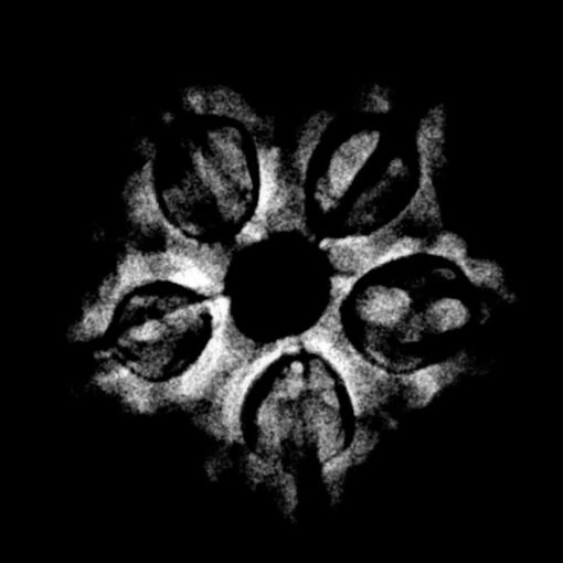 5 Mukhi Rudraksha Nepal - (19.18 mm) x-ray
