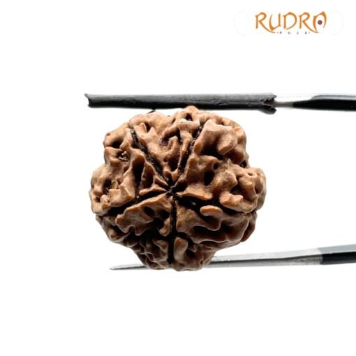 5 Mukhi Rudraksha Nepal - (19.87 Mm)