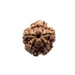 5 Mukhi Rudraksha Nepal - (19.87 Mm)