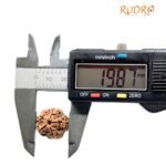 5 Mukhi Rudraksha Nepal - (19.87 Mm)