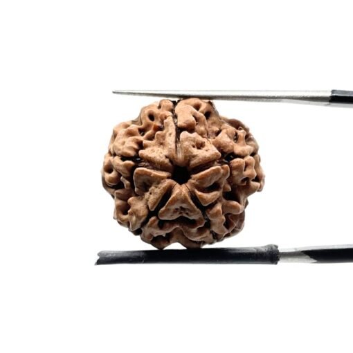 5 Mukhi Rudraksha Nepal - (19.87 Mm)