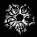 5 Mukhi Rudraksha Nepal - (19.87 Mm) X-Ray