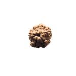 5 Mukhi Rudraksha Nepal - (20.44 Mm )
