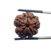 5 Mukhi Rudraksha Nepal - (21.84 MM)