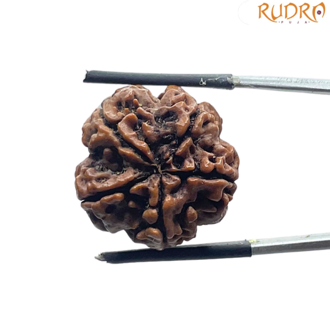 5 Mukhi Rudraksha Nepal - (21.84 MM)