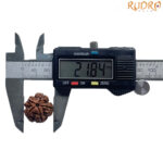 5 Mukhi Rudraksha Nepal - (21.84 MM)