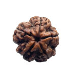5 Mukhi Rudraksha Nepal - (21.84 MM)