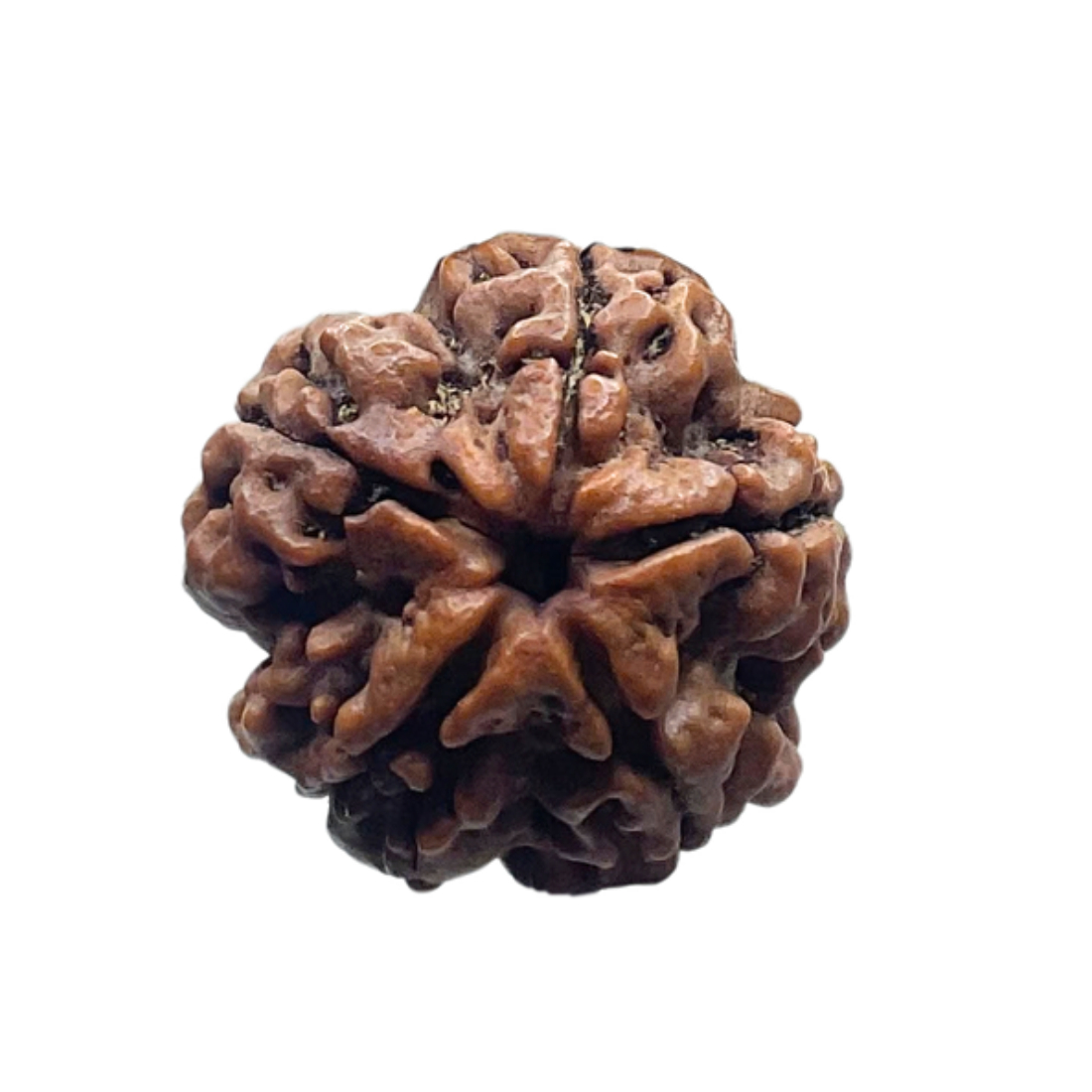 5 Mukhi Rudraksha Nepal - (21.84 MM)