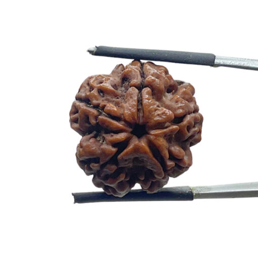 5 Mukhi Rudraksha Nepal - (21.84 MM)