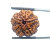 5 Mukhi Rudraksha Nepal - (22.78 mm)