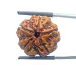 5 Mukhi Rudraksha Nepal - (22.78 mm)