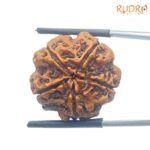 5 Mukhi Rudraksha Nepal - (22.78 mm)
