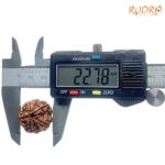 5 Mukhi Rudraksha Nepal - (22.78 mm)