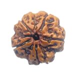 5 Mukhi Rudraksha Nepal - (22.78 mm)