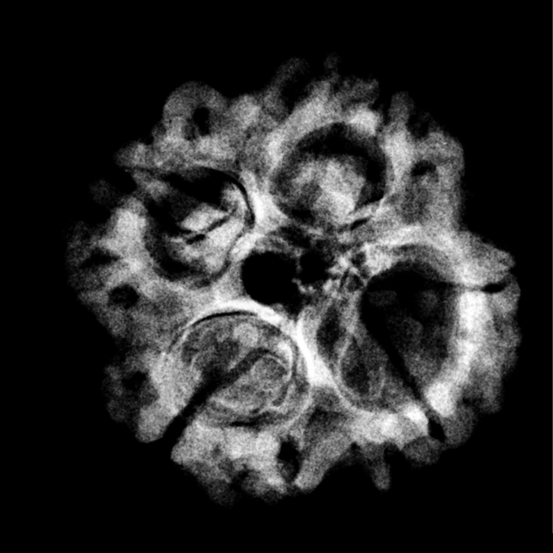 5 Mukhi Rudraksha Nepal - ( 23.57 MM )