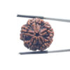 5 Mukhi Rudraksha Nepal - (24.72 MM)
