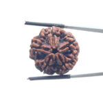5 Mukhi Rudraksha Nepal - (24.72 MM)