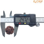 5 Mukhi Rudraksha Nepal - (24.72 MM)