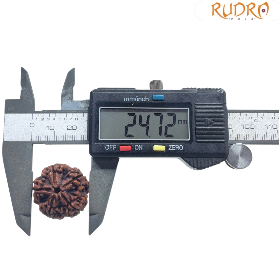 5 Mukhi Rudraksha Nepal - (24.72 MM)