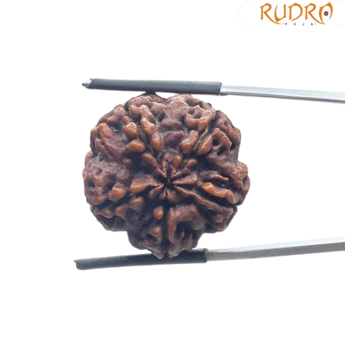 5 Mukhi Rudraksha Nepal - (24.72 MM)