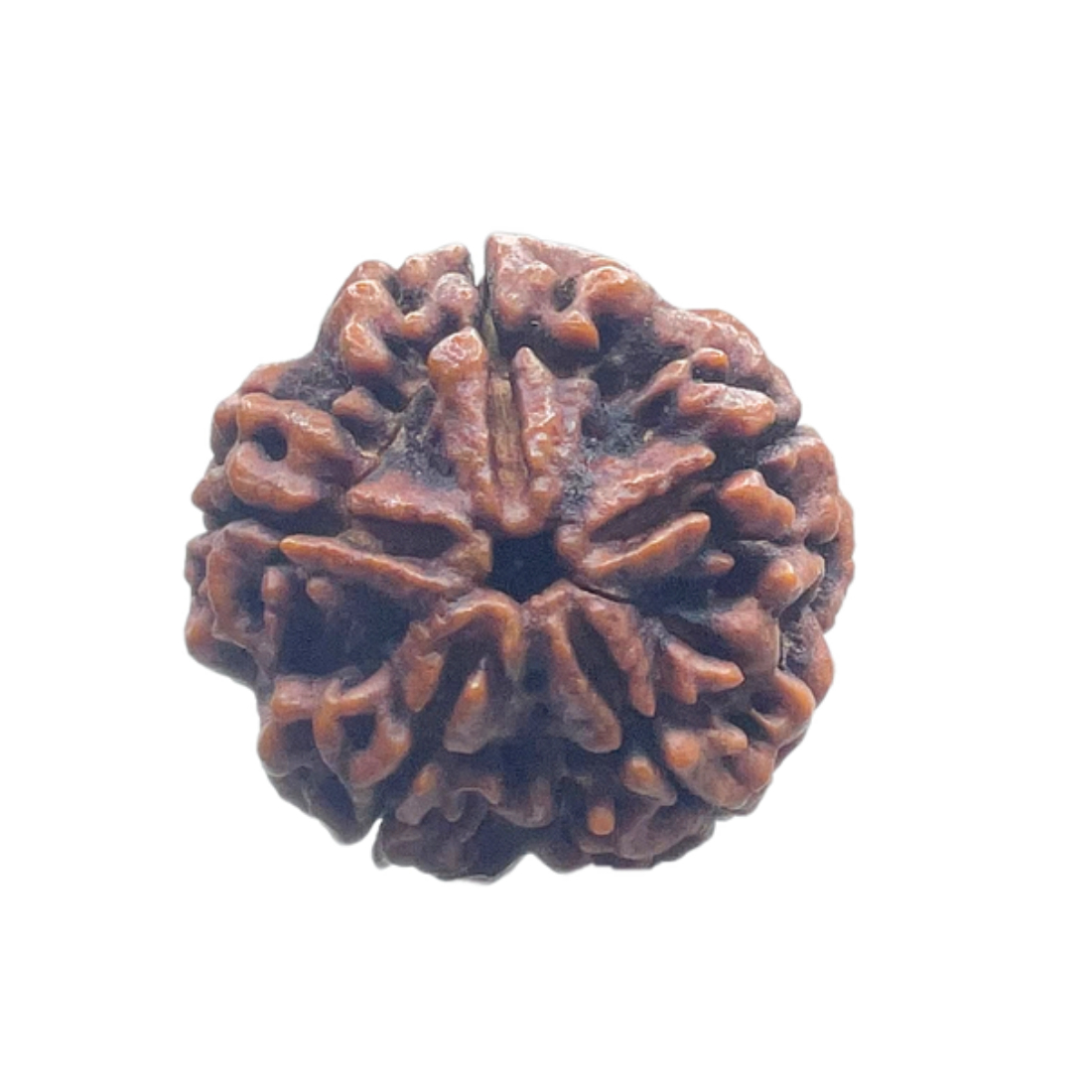 5 Mukhi Rudraksha Nepal - (24.72 MM)