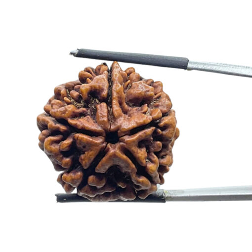 5 Mukhi Rudraksha Nepal - (25.00 MM )