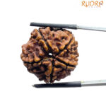 5 Mukhi Rudraksha Nepal - (25.00 MM )