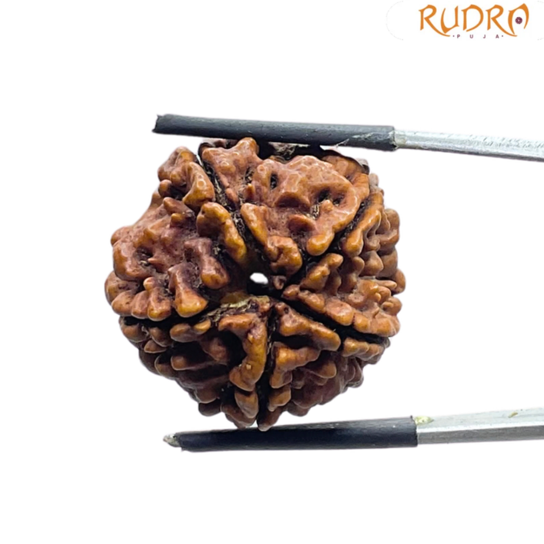 5 Mukhi Rudraksha Nepal - (25.00 MM )