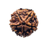 5 Mukhi Rudraksha Nepal - (25.00 MM )