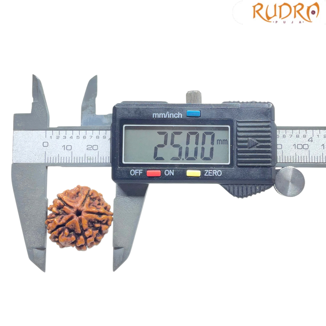 5 Mukhi Rudraksha Nepal - (25.00 MM )