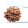 7 Mukhi Rudraksha 25.31 Mm