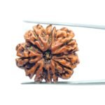 7 Mukhi Rudraksha 25.31 mm