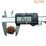 7 Mukhi Rudraksha 25.31 Mm