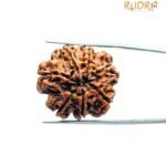7 Mukhi Rudraksha 25.31 Mm