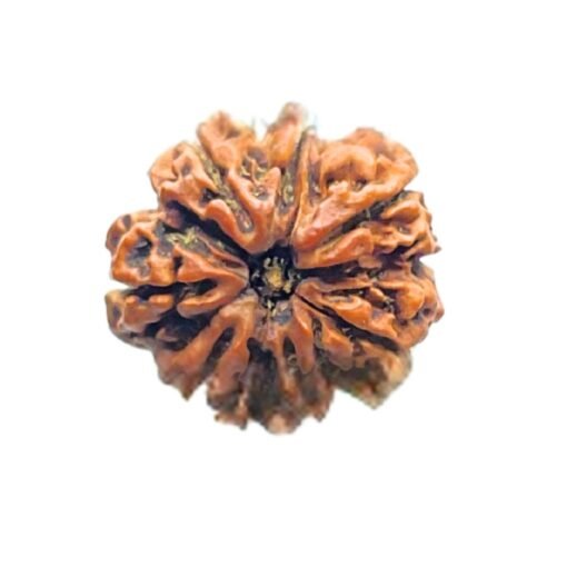 7 Mukhi Rudraksha 25.31 Mm