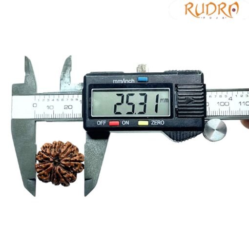 7 Mukhi Rudraksha 25.31 Mm