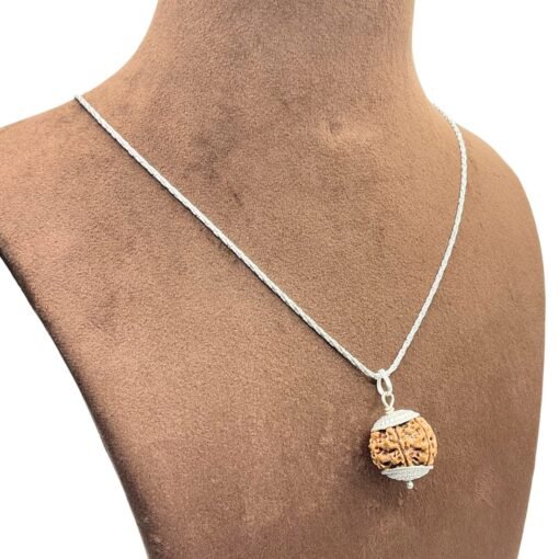 6 Mukhi Nepal Rudraksha Silver Capped With Silver Chain ( 20.67Mm )