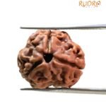 3 Mukhi Rudraksha Nepal ( 17.85 Mm )