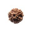6 Mukhi Rudraksha Nepal (19.32 Mm )