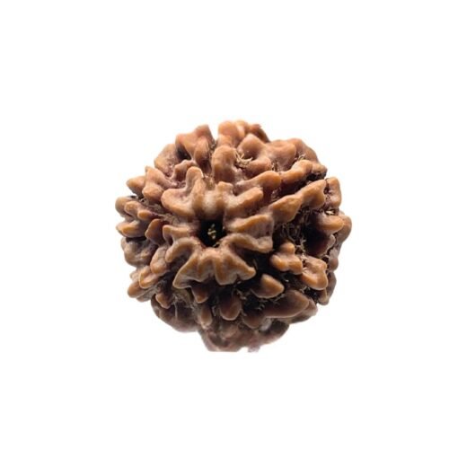 6 Mukhi Rudraksha Nepal (19.32 mm )