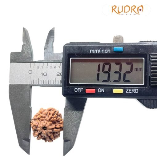 6 Mukhi Rudraksha Nepal (19.32 mm )