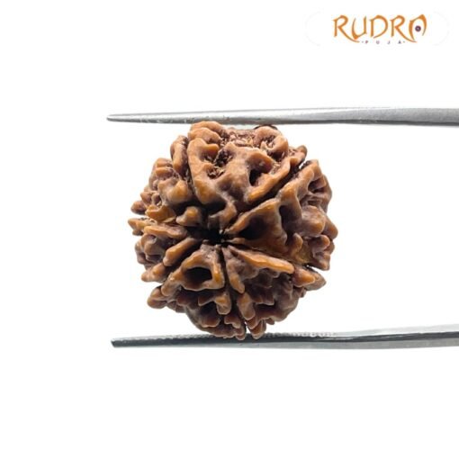 6 Mukhi Rudraksha Nepal (19.32 mm )