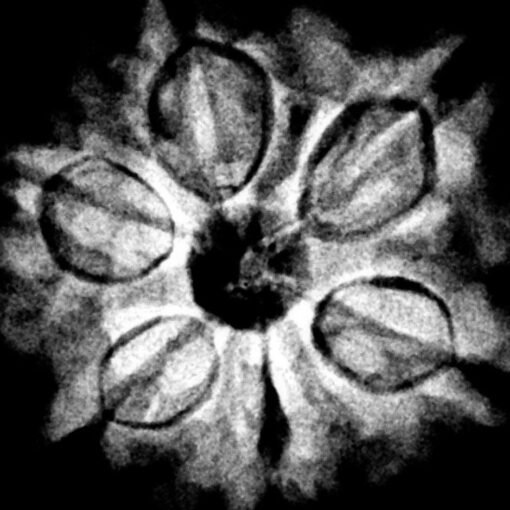 6 Mukhi Rudraksha Nepal (19.32 mm ) x-ray