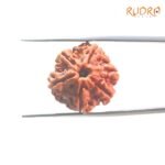 6-Mukhi-Rudraksha-Nepal-19.65-Mm-Fp-C.jpg