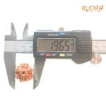 6-Mukhi-Rudraksha-Nepal-19.65-Mm-Op-C.jpg
