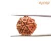 6 Mukhi Rudraksha Nepal (20.01 Mm) 12 6-Mukhi-Rudraksha-Nepal-20.01-Mm-Bp-C.jpg