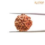 6-Mukhi-Rudraksha-Nepal-20.01-Mm-Bp-C.jpg