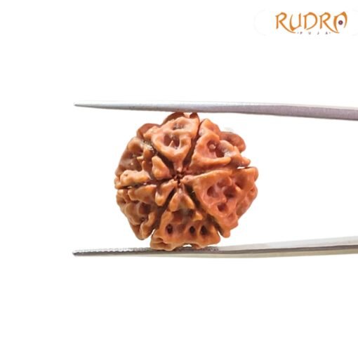 6-Mukhi-Rudraksha-Nepal-20.01-Mm-Bp-C.jpg