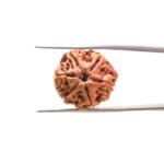 6-Mukhi-Rudraksha-Nepal-20.01-MM-MP-C.jpg