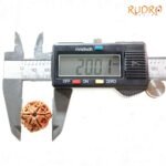 6-Mukhi-Rudraksha-Nepal-20.01-Mm-Op-C.jpg